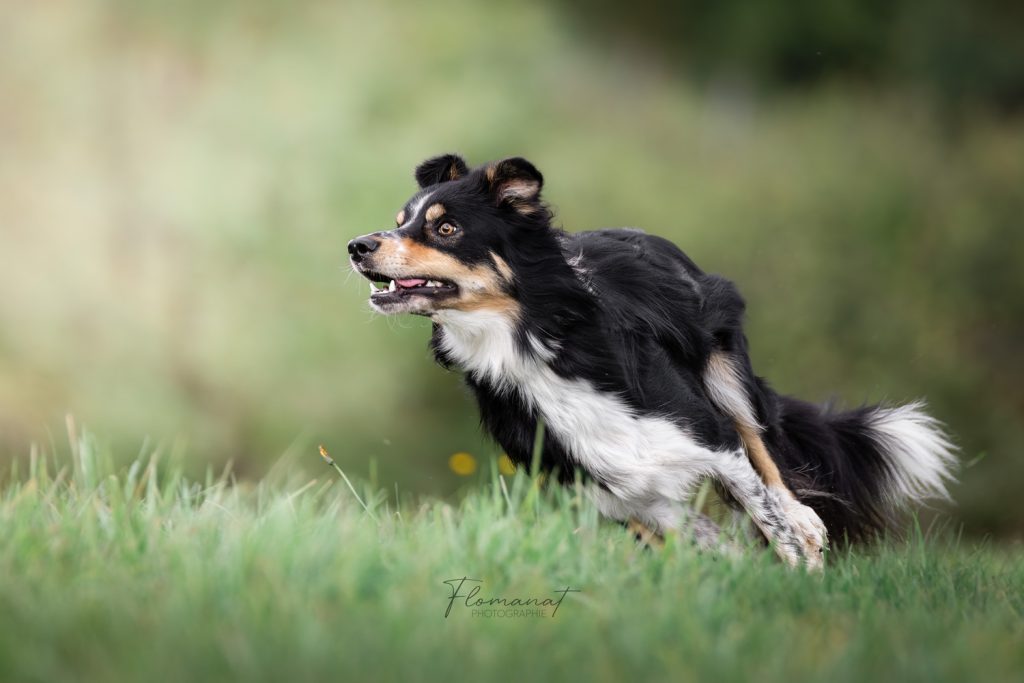 Border collie action flomanat photographie