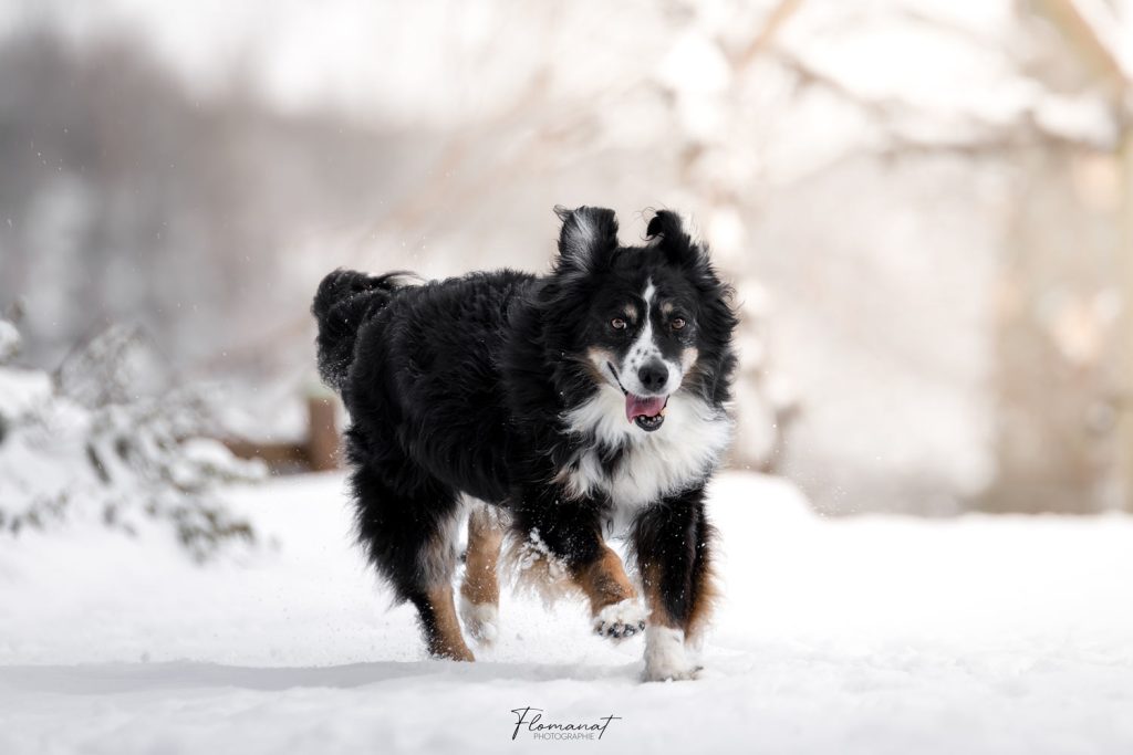 Chien Neige flomanat photographie