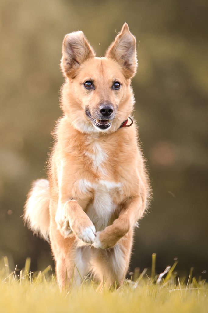 chien loire Flomanat Photographie