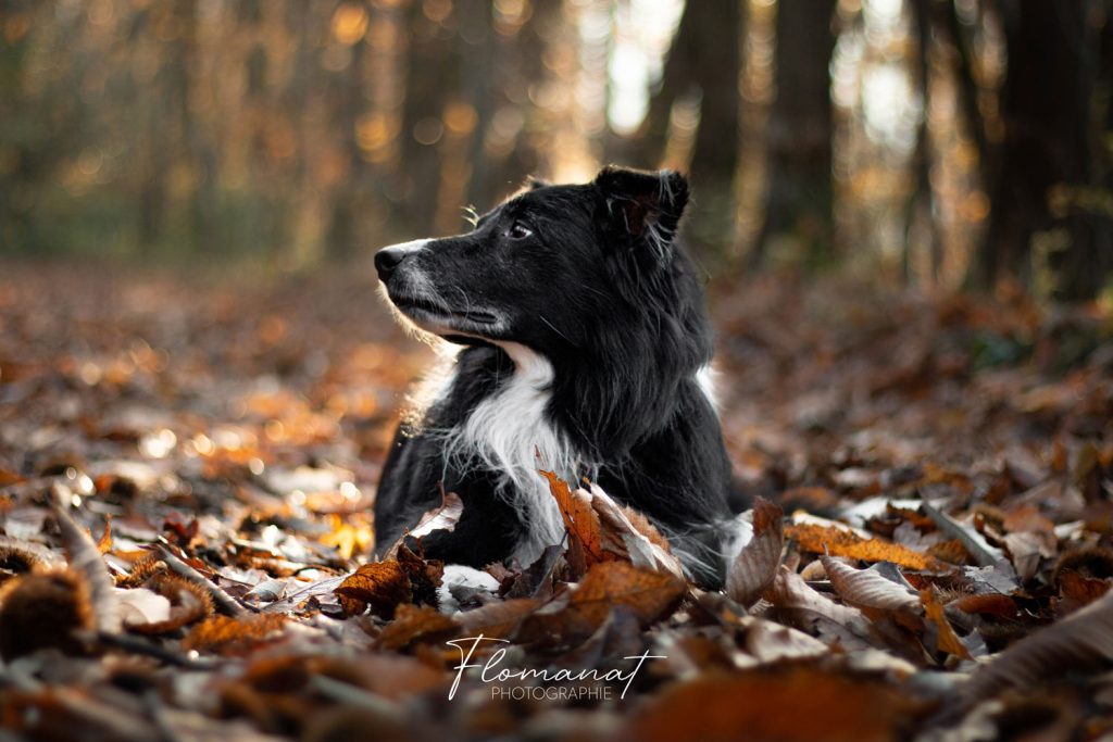 Border collie forêt flomanat photographie
