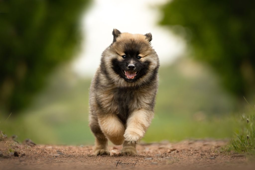 chien flomanat photographie